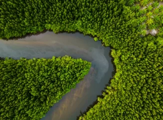 Aerial view of mangrove forest and river - stock photo